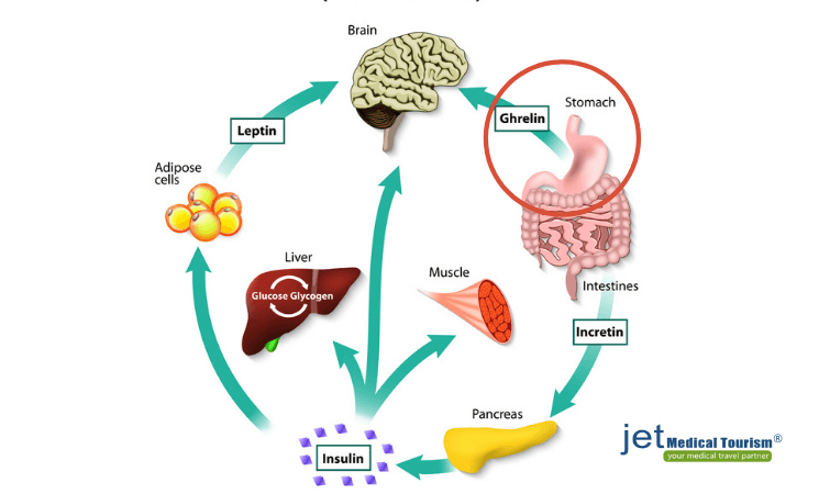 What triggers ghrelin